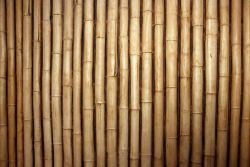 dizajnov vliesov tapeta Bambus